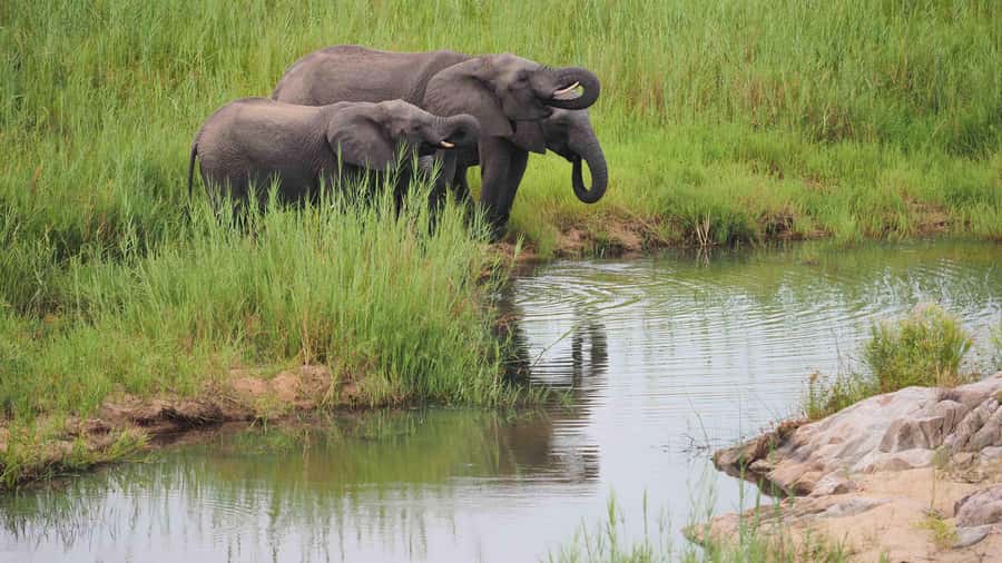 From Johannesburg: Full-Day Kruger National Park Safari - Meals, water, and what to pack