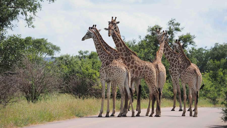 From Johannesburg: Full-Day Kruger National Park Safari - The return to Johannesburg