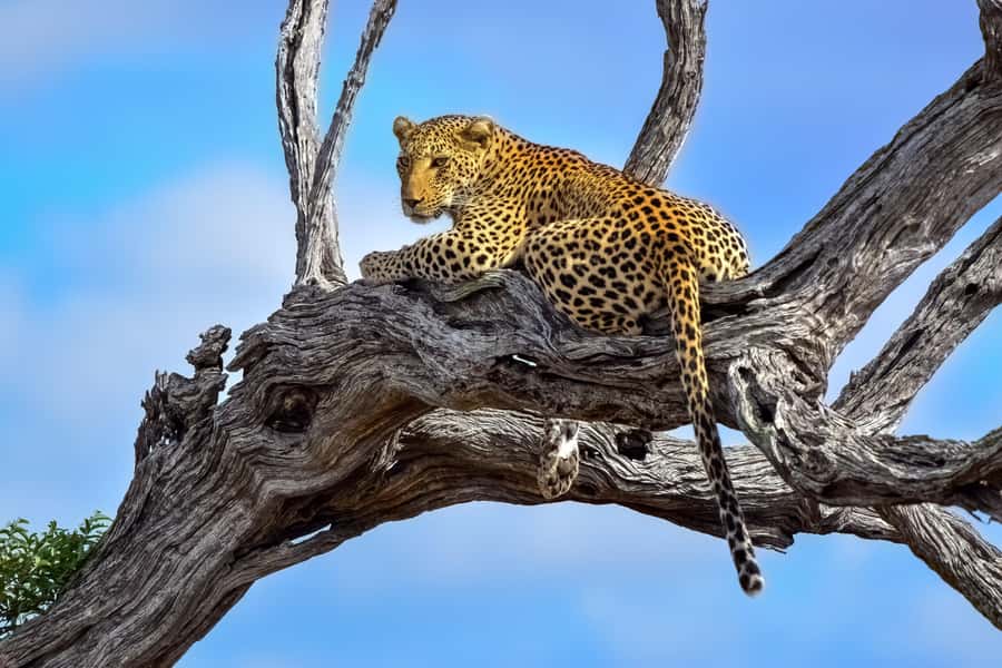 From Johannesburg: Full-Day Kruger National Park Safari - Is $435 a fair price?