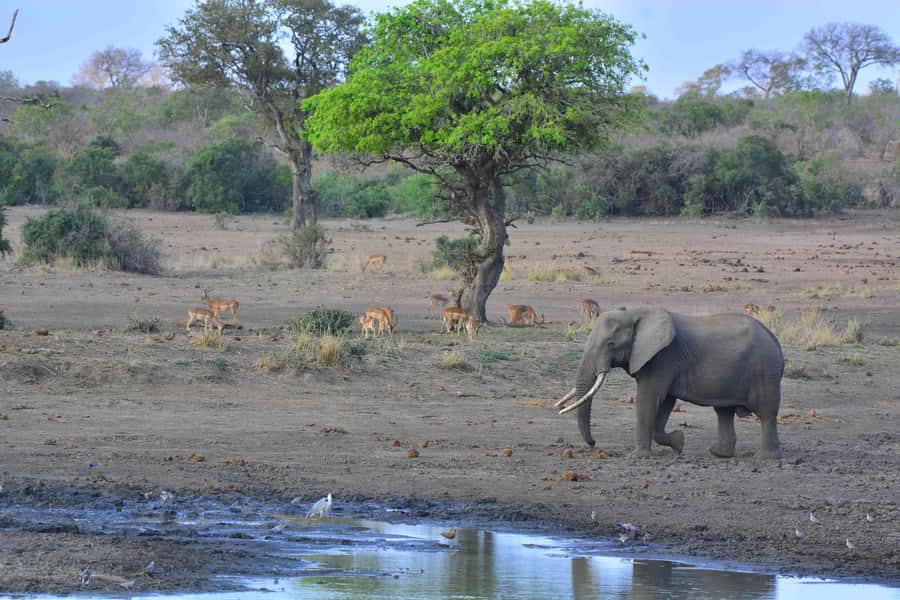 From Johannesburg: Full-Day Kruger National Park Safari - Who should book this experience?