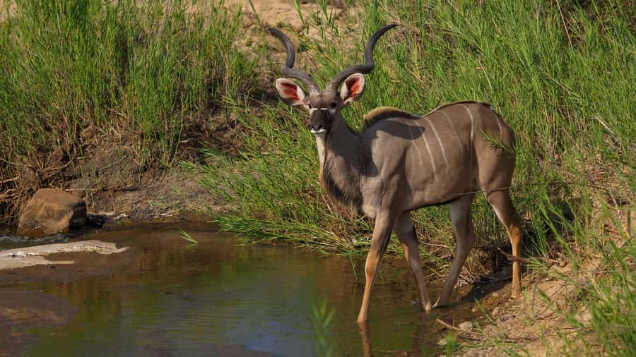 From Johannesburg: Full-Day Kruger National Park Safari - The early road east through Middleburg