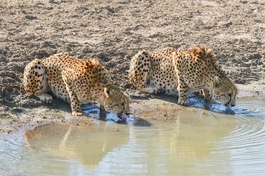 From Johannesburg: Kruger National Park 3-Day Safari - A night near the park at Tembo Guest Lodge