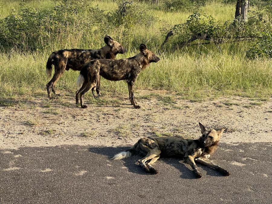 From Johannesburg: Kruger National Park 3-Day Safari - Hippos, crocodiles, and birds along the water