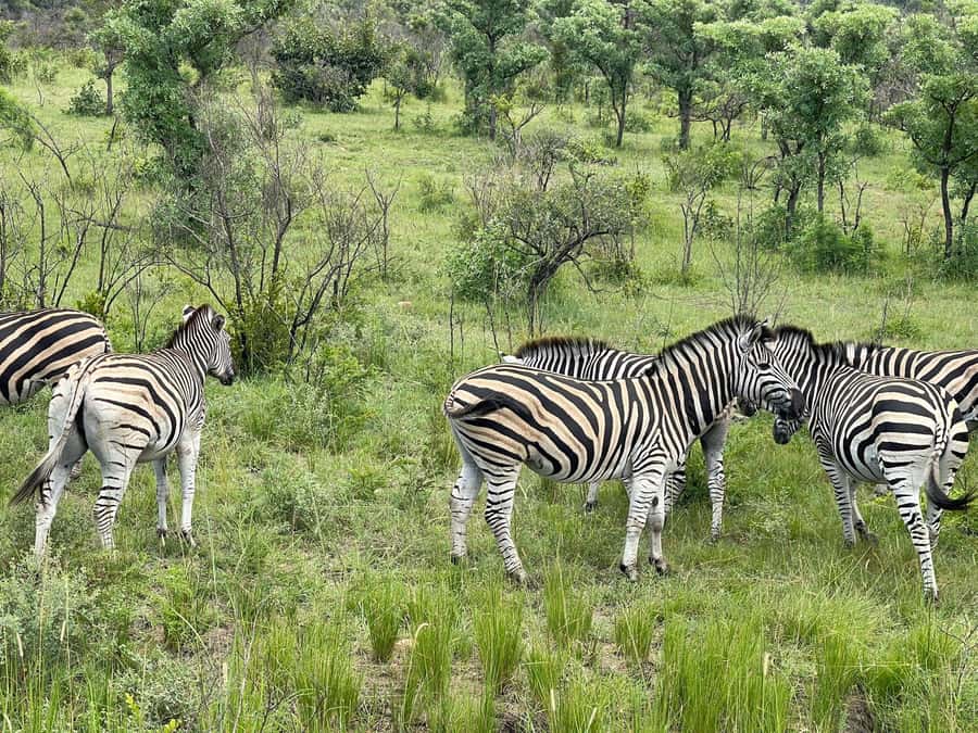From Johannesburg: Kruger National Park 3-Day Safari - The afternoon drive and a second night