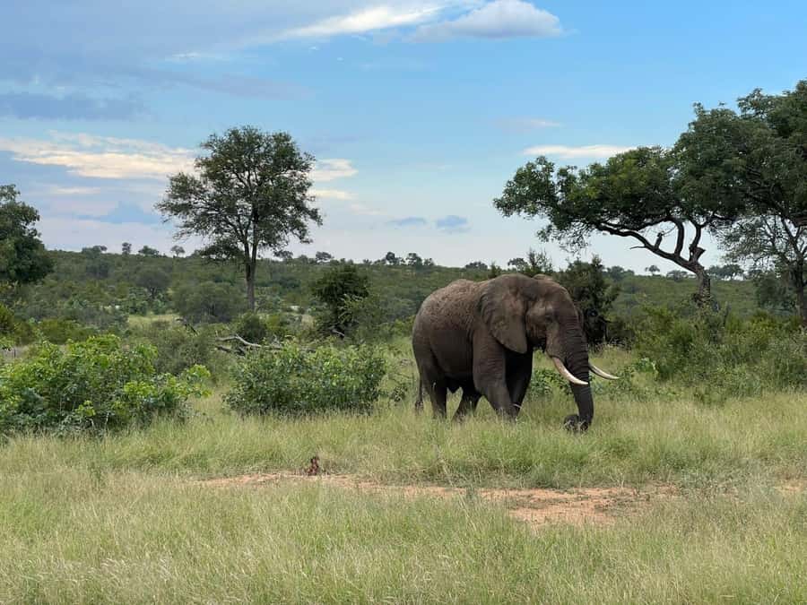 From Johannesburg: Kruger National Park 3-Day Safari - Who will enjoy this safari most?