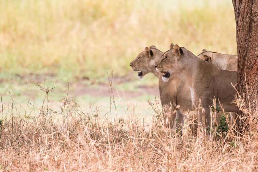 From Johannesburg: Lion & Safari Park Half-Day Tour - Who should book this experience?