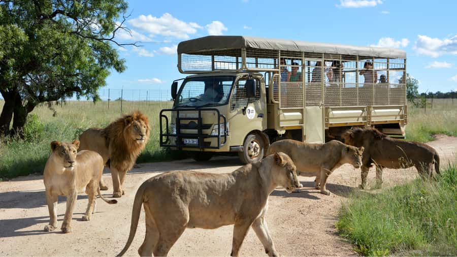 From Johannesburg: Lion & Safari Park Half-Day Tour - Why this half-day safari works well from Johannesburg