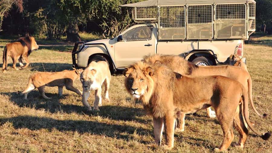 From Johannesburg: Lion & Safari Park Half-Day Tour - Arriving at Lion and Safari Park
