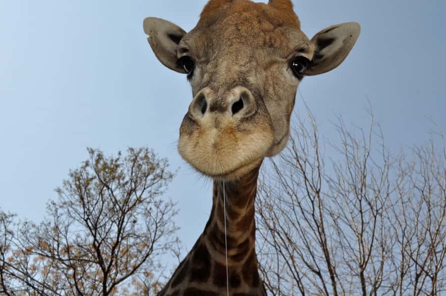 From Johannesburg: Lion & Safari Park Half-Day Tour - The one-hour open vehicle safari