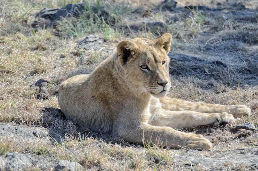 From Johannesburg: Lion & Safari Park Half-Day Tour - What else you might see beyond the big cats