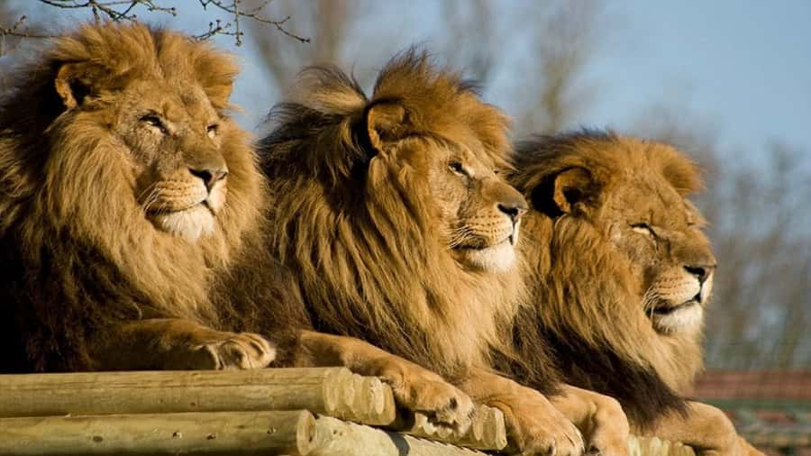 From Johannesburg: Lion & Safari Park Half-Day Tour - How close is too close?