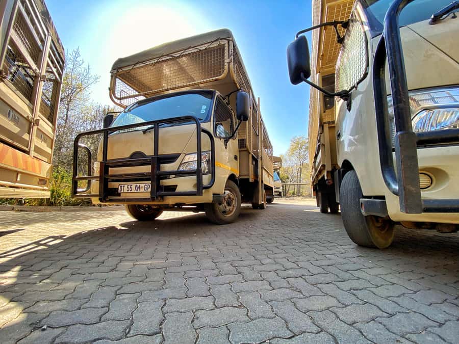 From Johannesburg: Lion & Safari Park Half-Day Tour - Is $167 good value?