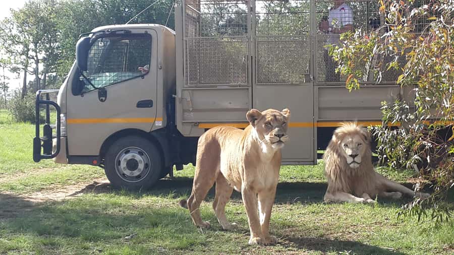 From Johannesburg: Lion & Safari Park Half-Day Tour - The drive from Johannesburg and Pretoria