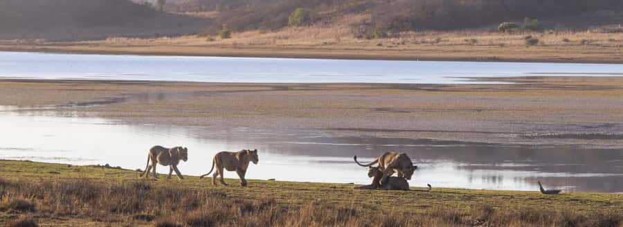 From Johannesburg: Pilanesberg National Park Safari - The 2.5-Hour Ride From Johannesburg
