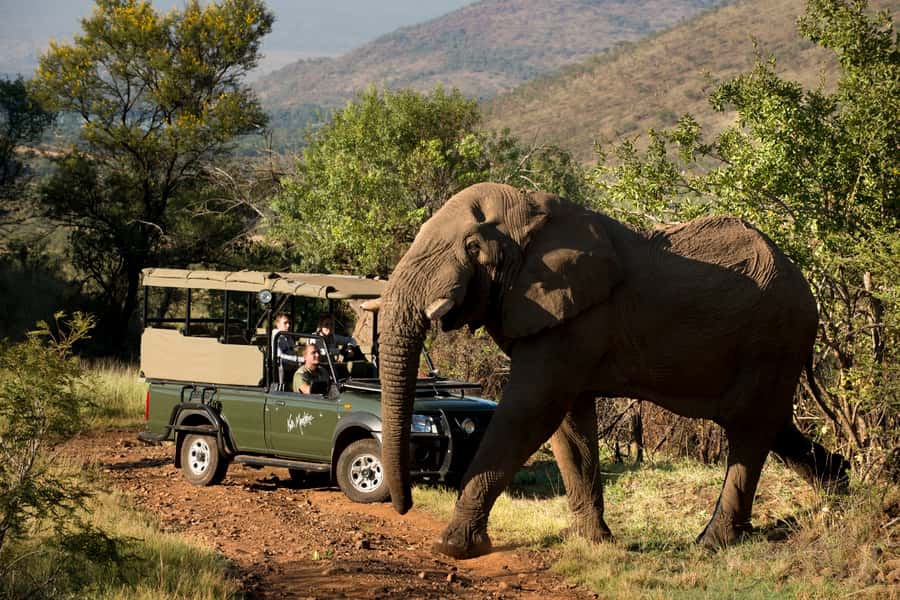 From Johannesburg: Pilanesberg National Park Safari - What the Safari Vehicle Means for Comfort
