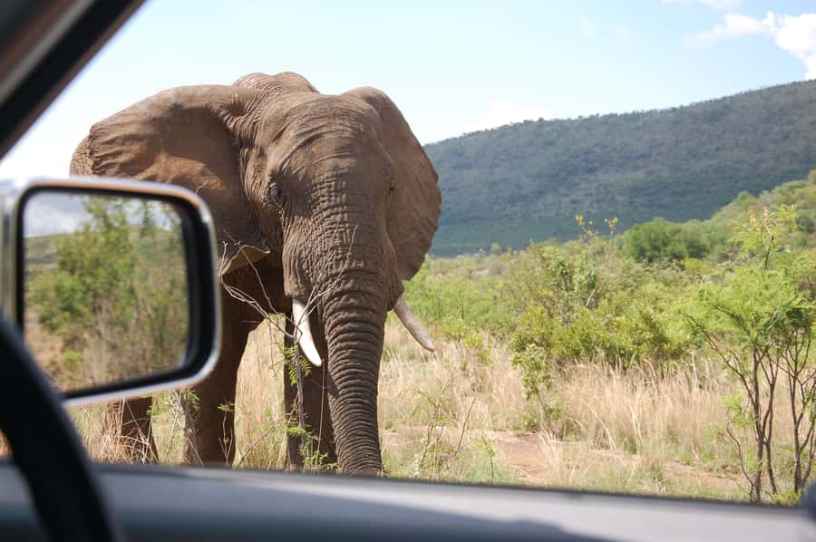 From Johannesburg: Pilanesberg National Park Safari - Who Should Book This Pilanesberg Safari?