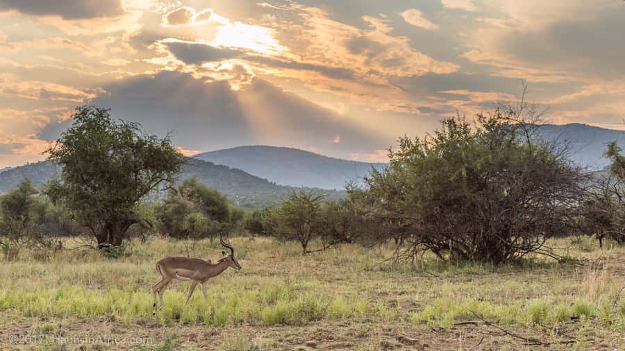 From Johannesburg: Pilanesberg National Park Safari - Three Hours on the Pilanesberg Game Drive