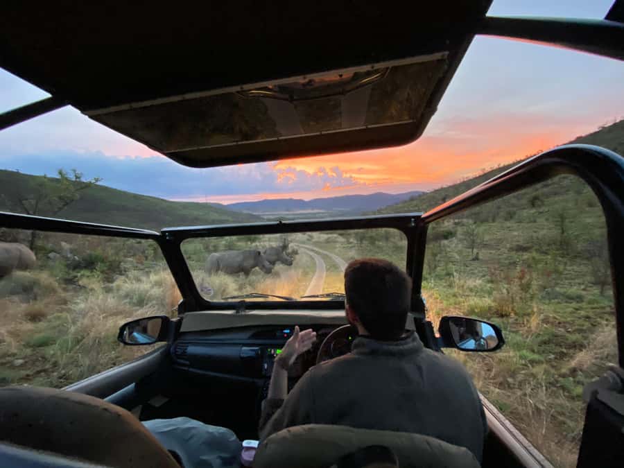 From Johannesburg: Pilanesberg Nature Reserve Game Safari - The key things to know before booking