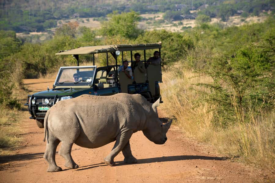 From Johannesburg: Pilanesberg Nature Reserve Game Safari - Morning game drive: your best chance to find active wildlife