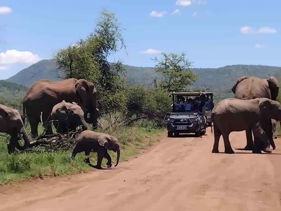 From Johannesburg: Pilanesberg Nature Reserve Game Safari - Water holes, hippos, crocodiles, and Pilanesberg’s birdlife