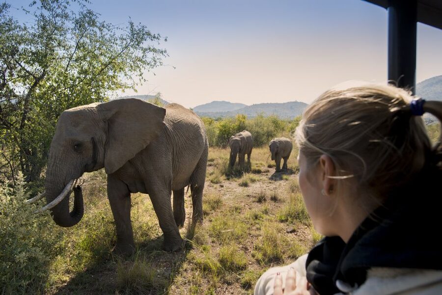 From Johannesburg: Pilanesberg Nature Reserve Game Safari - Lunch at the rest camp, useful rather than luxurious