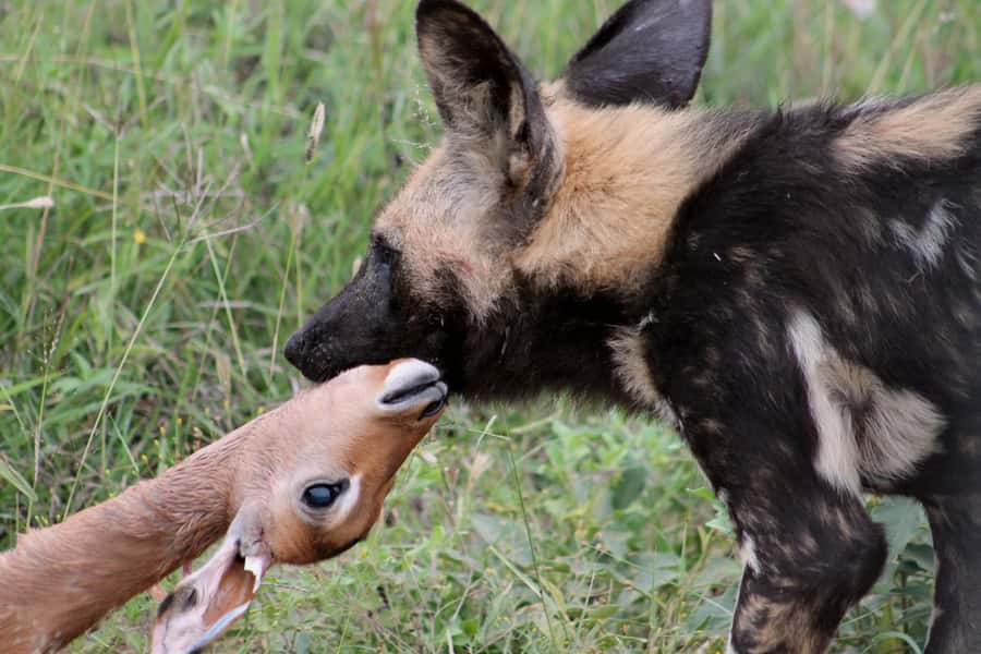 From Johannesburg: Pilanesberg Nature Reserve Game Safari - Afternoon safari: more time, different animal behavior