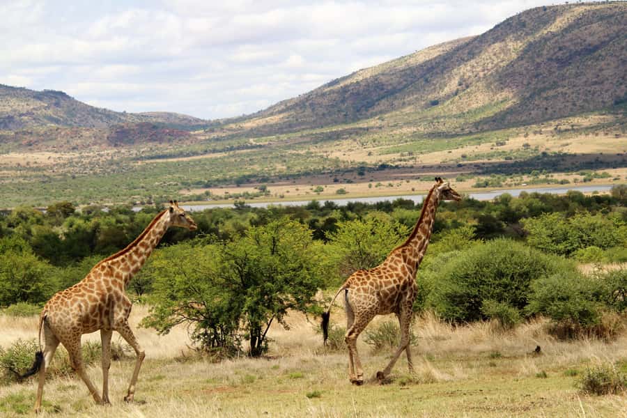 From Johannesburg: Pilanesberg Nature Reserve Game Safari - What to pack for an open Jeep in South Africa