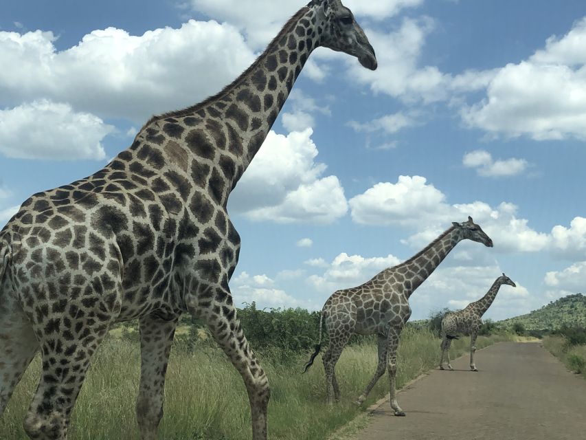 From Johannesburg: Pilanesberg Wildlife Safari - Returning to Johannesburg after the safari