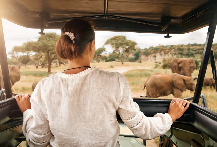 From Johannesburg: Pilanesberg Wildlife Safari - Open jeep or closed minibus?