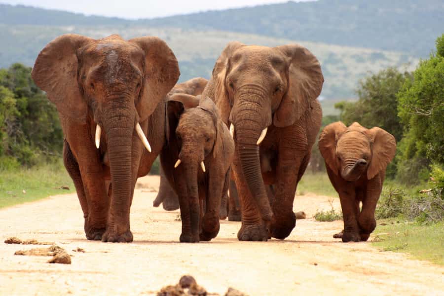 From Johannesburg: Pilanesberg Wildlife Safari - The 2.5-hour drive from Johannesburg