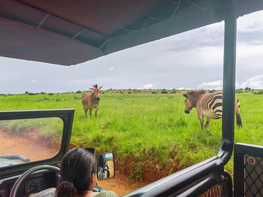 From Johannesburg: Rhino & Lion Safari and Wonder Cave Tour - From Johannesburg to the Cradle of Humankind