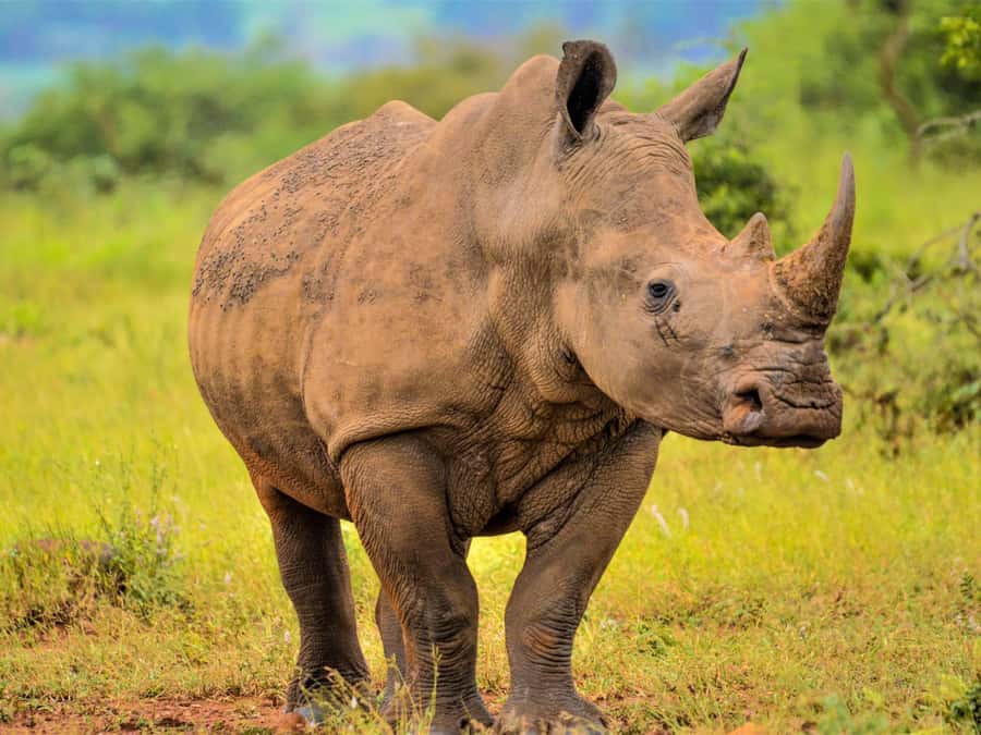 From Johannesburg: Rhino & Lion Safari and Wonder Cave Tour - Wonder Cave begins with 87 stairs
