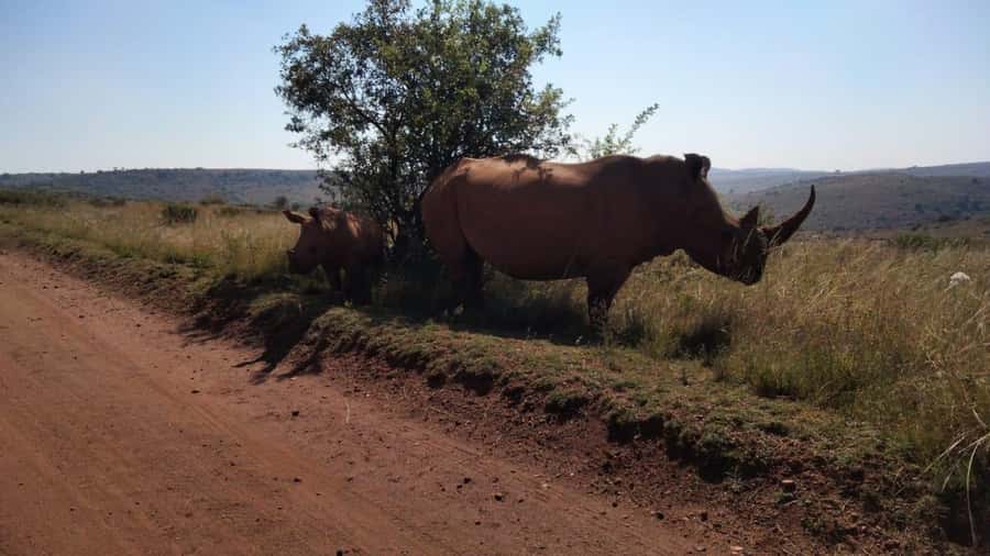 From Johannesburg: Rhino & Lion Safari and Wonder Cave Tour - At the Wildlife Centre, conservation comes forward