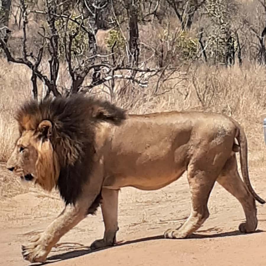 From Malelane: Half Day Kruger Park Wildlife Safari - Key points to know before booking