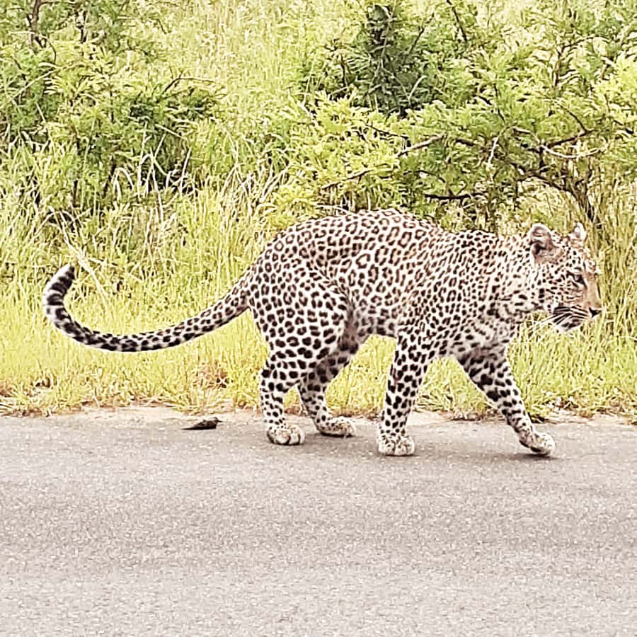 From Malelane: Half Day Kruger Park Wildlife Safari - The breakfast stop at a Kruger camp