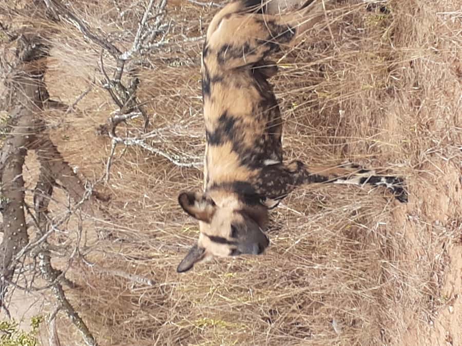 From Malelane: Kruger National Park Full-Day Safari - Key Points At A Glance