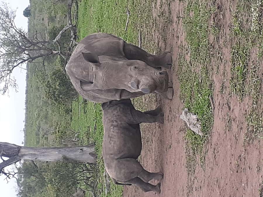 From Malelane: Kruger National Park Full-Day Safari - A Practical Look At The Morning Schedule