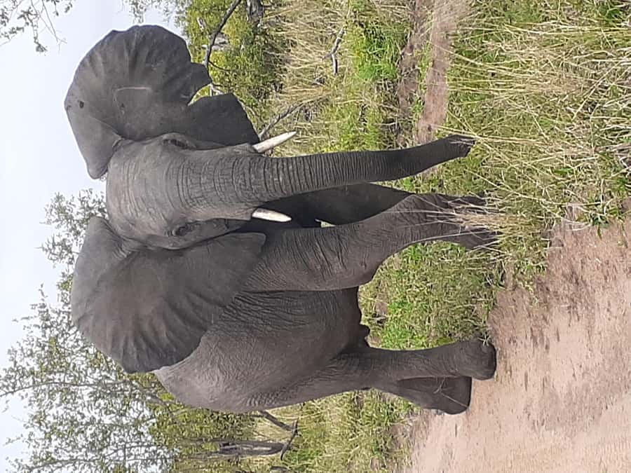 From Malelane: Kruger National Park Full-Day Safari - The Open 4x4 Is The Right Tool For Wildlife