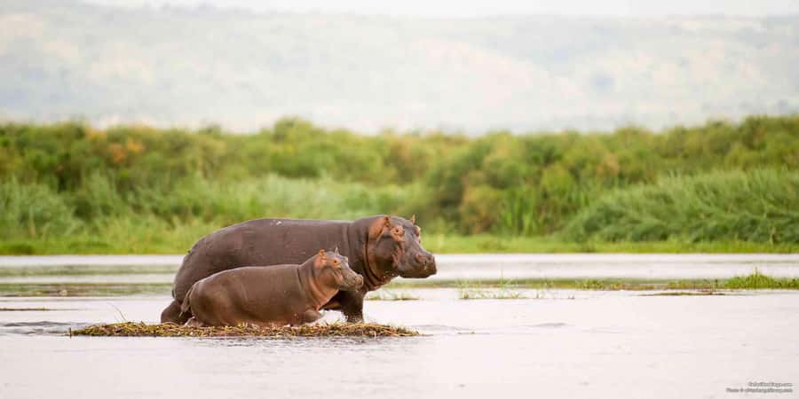 From Marloth Park: Sunset River Cruise Safari - Key Points Before You Book