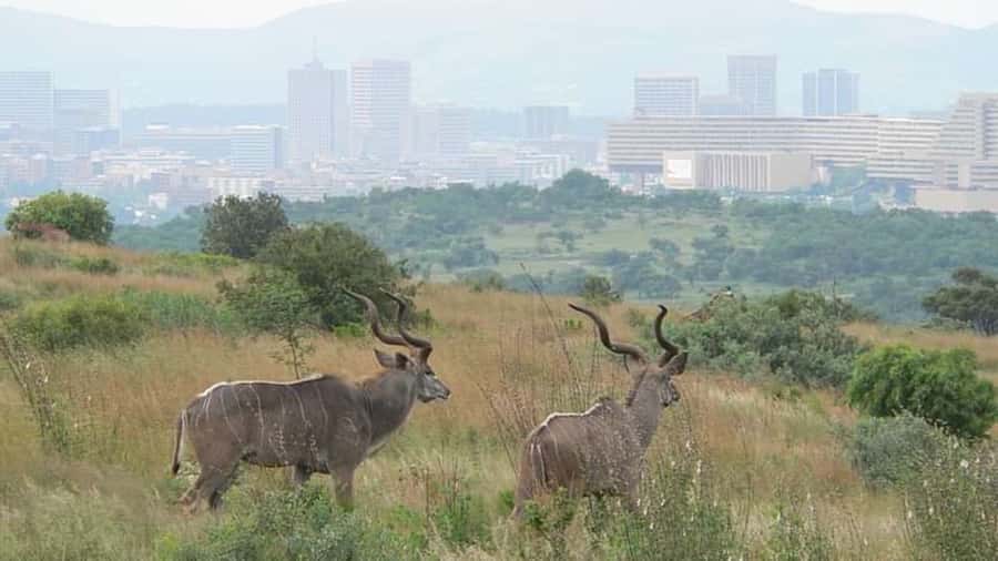 From Pretoria: E-Bike in the wild with game near Jo'burg - Following the reserve roads, not the mountain-bike trails