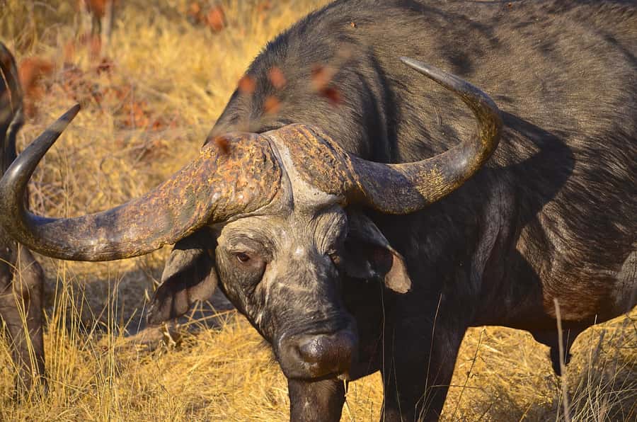 From Richards Bay: Hluhluwe Imfolozi Game Reserve Day Trip - Key Things to Know Before You Book