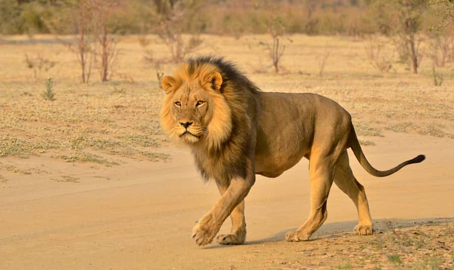 From Richards Bay: Hluhluwe Imfolozi Game Reserve Day Trip - Why Hluhluwe Imfolozi Is Worth the Long Ride