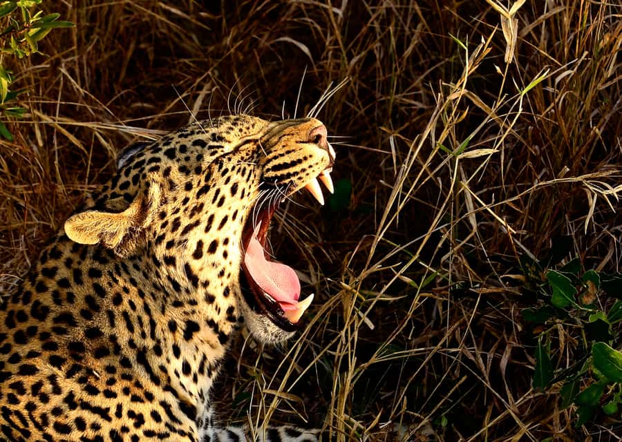 From Richards Bay: Hluhluwe Imfolozi Game Reserve Day Trip - Entering the Reserve and Starting the Game Drive
