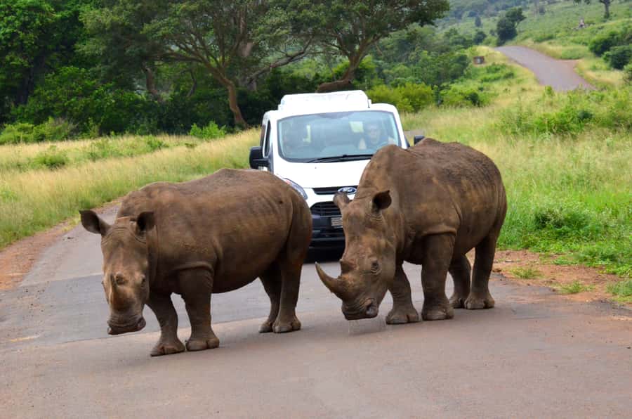 From Richards Bay: Hluhluwe Imfolozi Game Reserve Day Trip - The Six-Hour Schedule From Richards Bay
