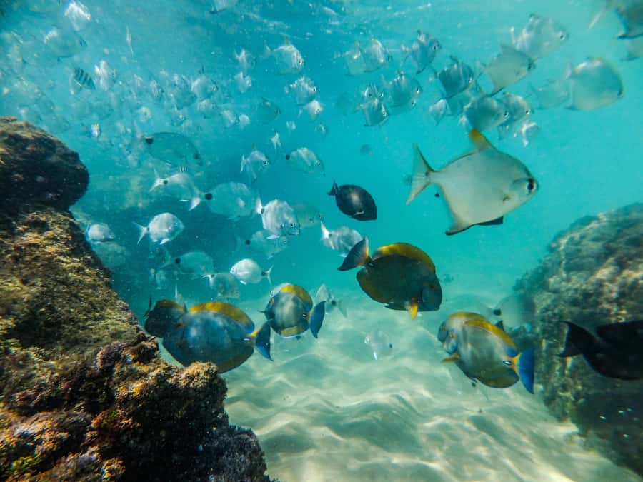 From St Lucia: Cape Vidal Full-Day Snorkeling Safari - Cape Vidal beach and the two-hour snorkeling session