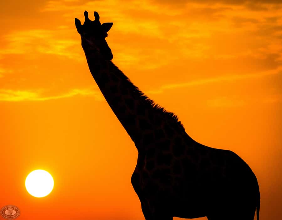 From St Lucia: iSimangaliso Sunset Safari - Key points to know before booking