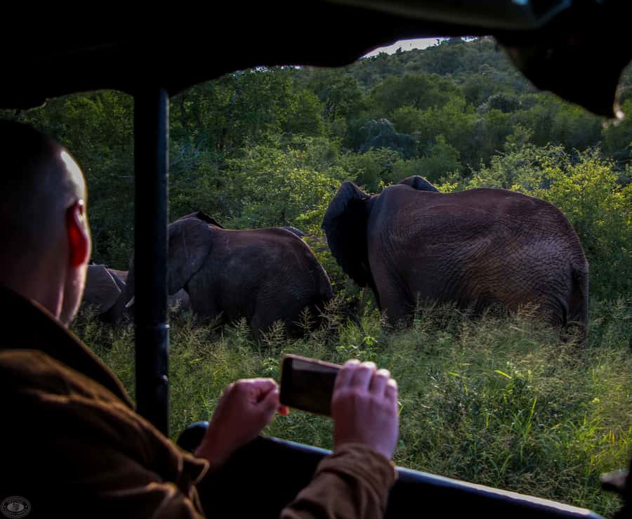From St Lucia: iSimangaliso Wetland Park Night Drive Safari - Key points before you book