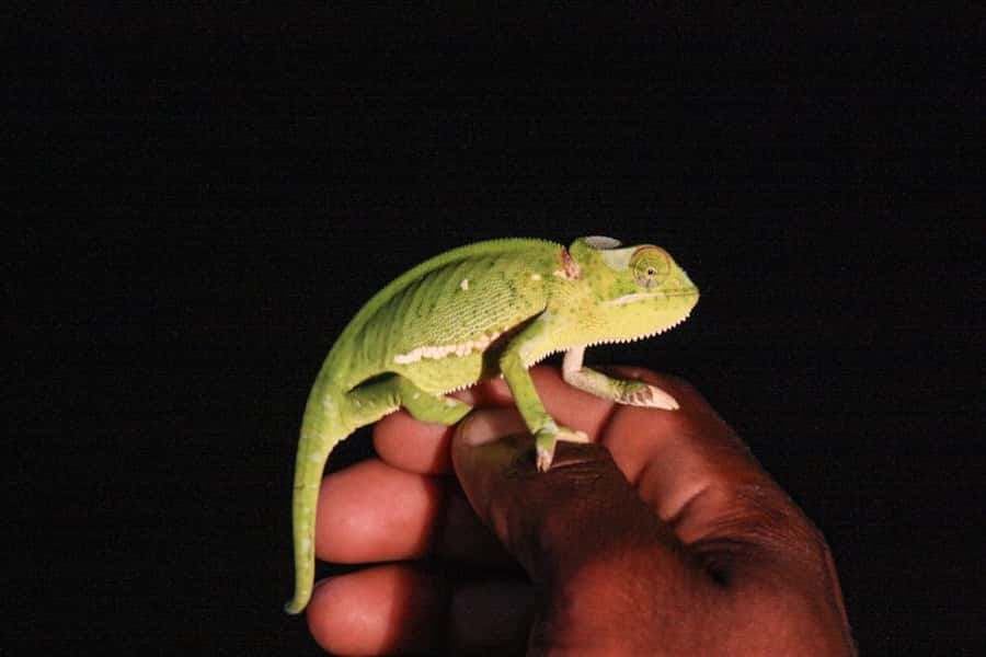 From St Lucia: iSimangaliso Wetland Park Night Drive Safari - Inside the park after sunset