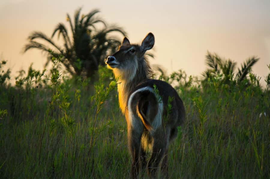From St Lucia: iSimangaliso Wetland Park Night Drive Safari - The animals you may search for
