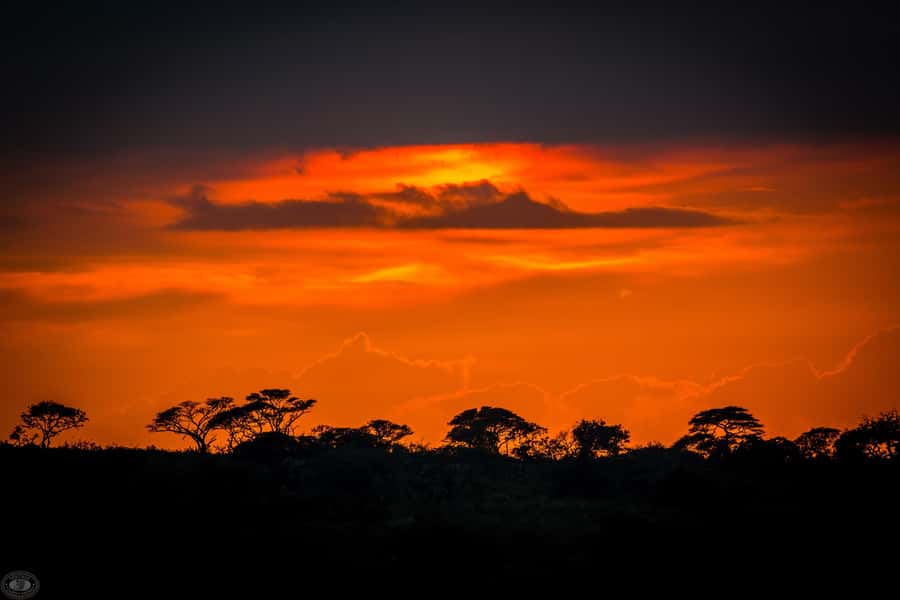 From St Lucia: iSimangaliso Wetland Park Night Drive Safari - The value of the guide and spotlight
